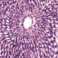 Pastel violet sur papier calque 18cm x 25cm