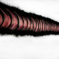 La chose, détail, pastel sur papier velours, plumes de cygne, 560cm, 2013.