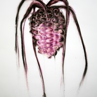 pastel sur papier calque,plumes, 50 x 60 cm, 2012, arachné 16