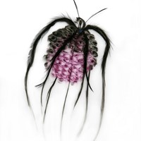pastel sur calque, plume, 50 x 60 cm, 2012, arachné 18