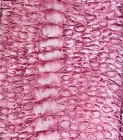 Pastel rose sur calque, 65cm x 203cm, 2009